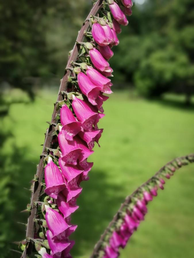Wellstone Cottages - Jasmine Llanfyrnach Bagian luar foto